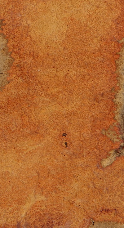 AMBOYNA_1402-1_1.jpg
