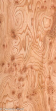 ELM_BURL_22306-11A_1.jpg
