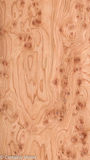 ELM BURL 22306-12