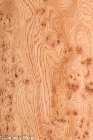 ELM BURL 22306-15A