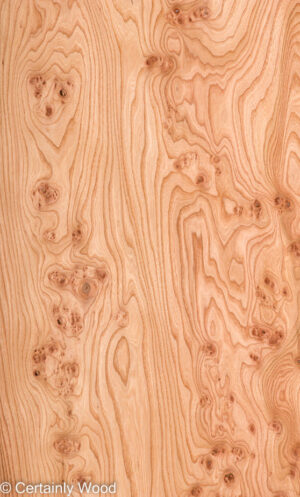 ELM BURL 22306-15B