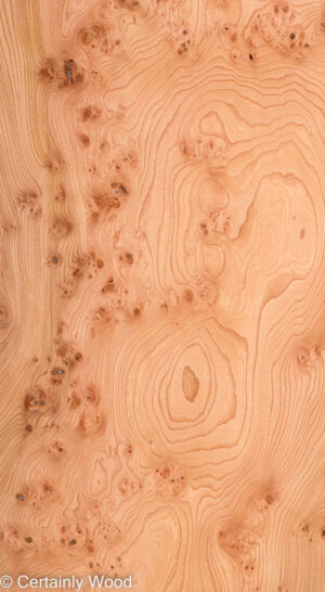 ELM BURL 22306-16