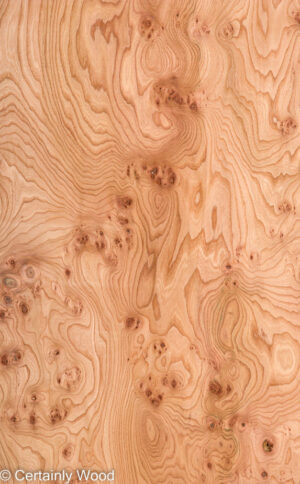 ELM BURL 22306-19