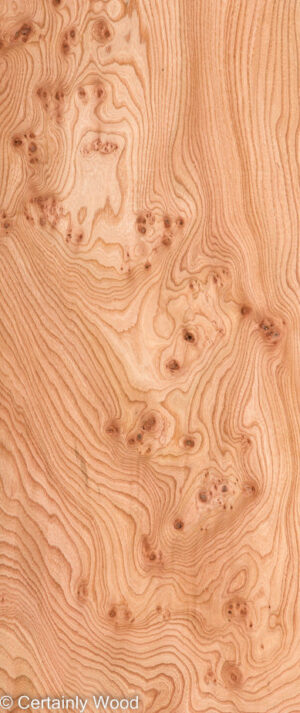 ELM BURL 22306-21