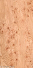 ELM_BURL_22306-22_1.jpg