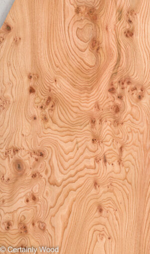 ELM BURL 22306-23