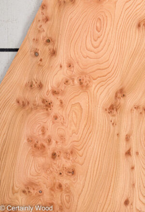 ELM BURL 22306-29