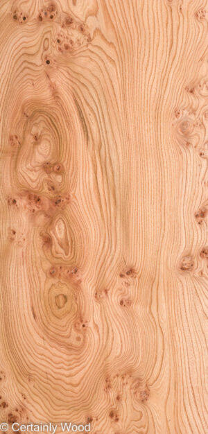 ELM BURL 22306-03