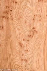 ELM_BURL_22306-6_1.jpg