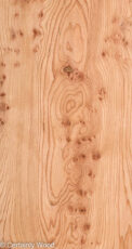 ELM_BURL_22306-7_1.jpg