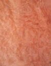 Madrone_Burl_1102-1_1.jpg
