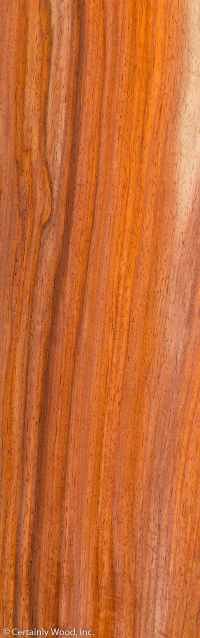 PADAUK_18152-6_01-1.jpg