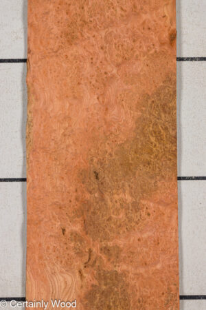 CARP ELM BURL 25257-1A