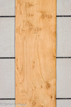 OAK BURL 25256-2A