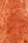 SW_Bubinga_701_07.jpg