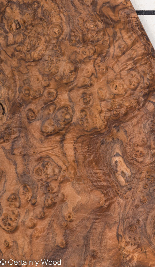WAL_BURL_21036-3A_1.jpg