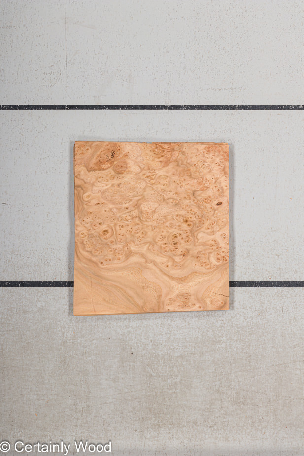 WS ELM BURL 19281-39