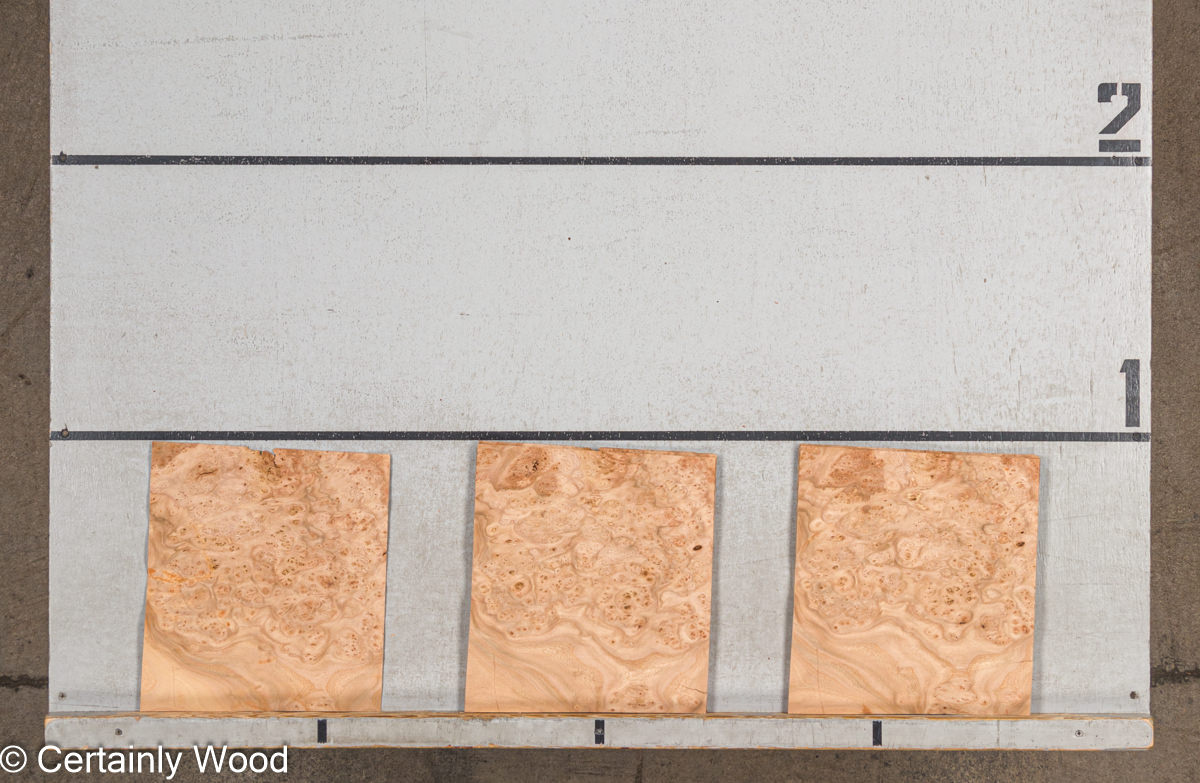 WS ELM BURL 19281-39 - Image 2