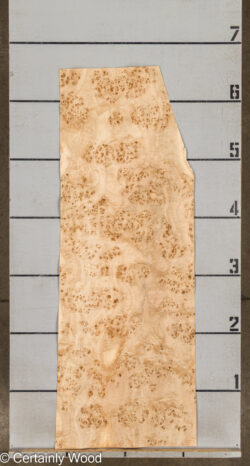 MAPPA_BURL_26102-1B_3