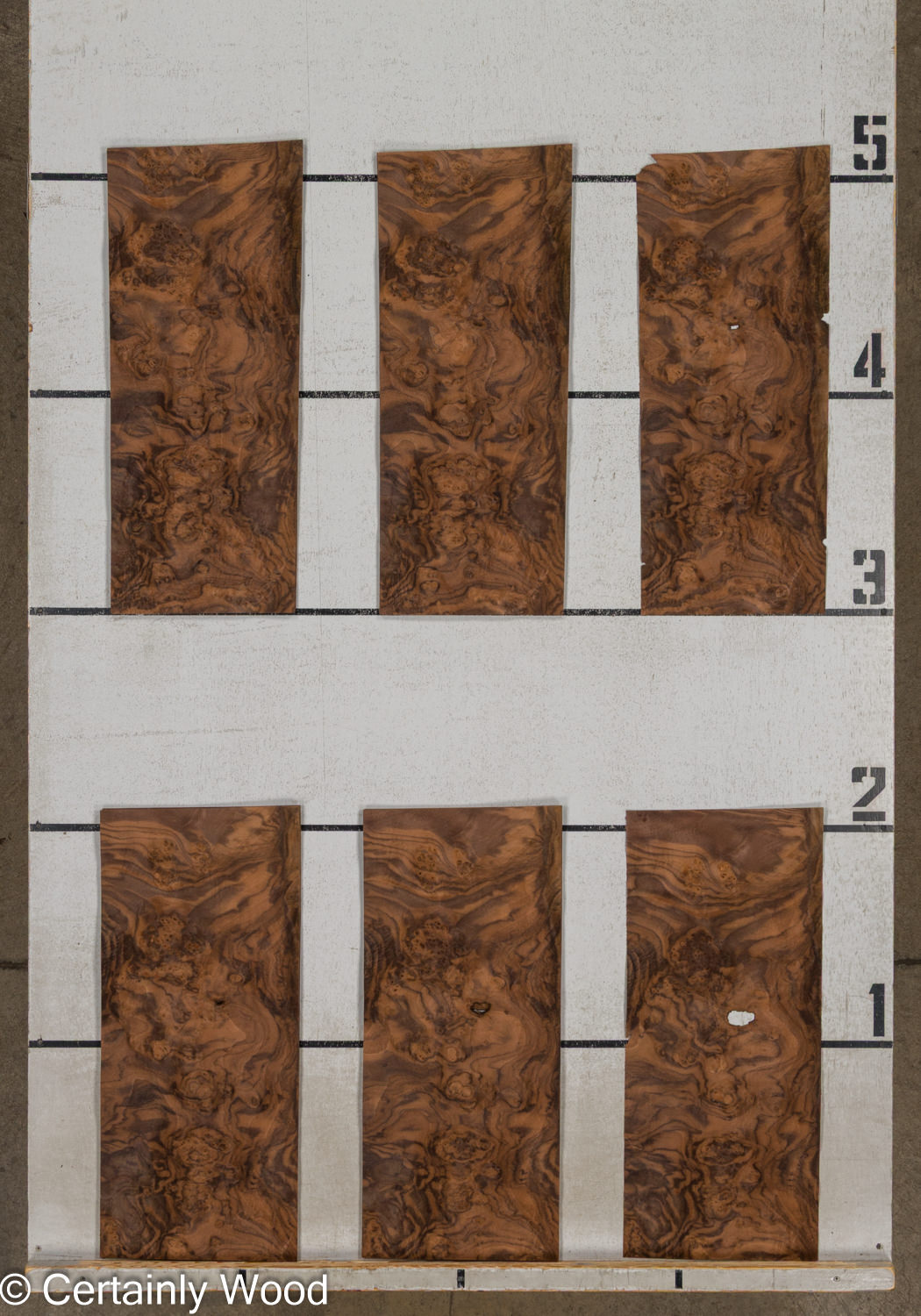 WAL_BURL_25004-02D_2 WAL_BURL_25004-02D_2