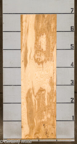 O_ASH_BURL_26117-1_2