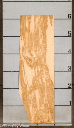 O_ASH_BURL_26117-1_4