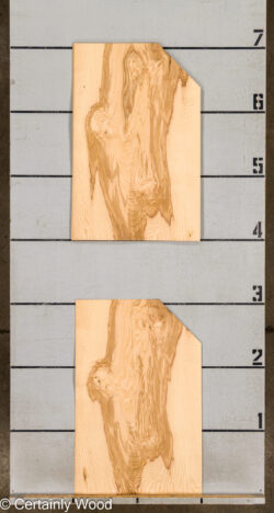 O_ASH_BURL_26117-4B_2