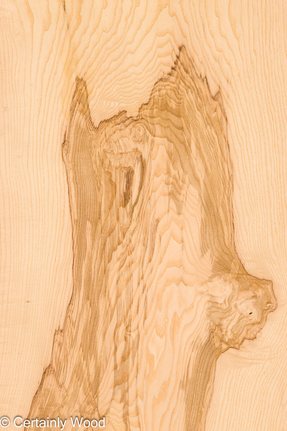 O_ASH_BURL_26117-4C_1