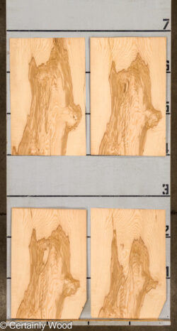 O_ASH_BURL_26117-4C_2