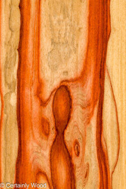 PADAUK_26146-1A_1
