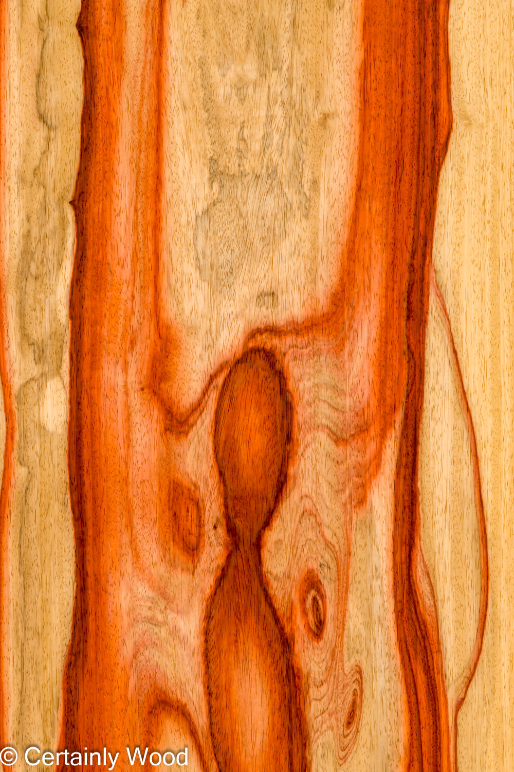 PADAUK_26146-1A_1