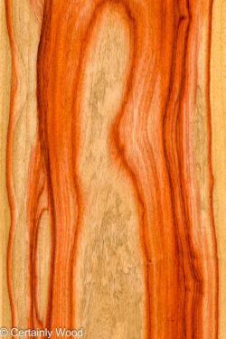 PADAUK_26146-2A_1
