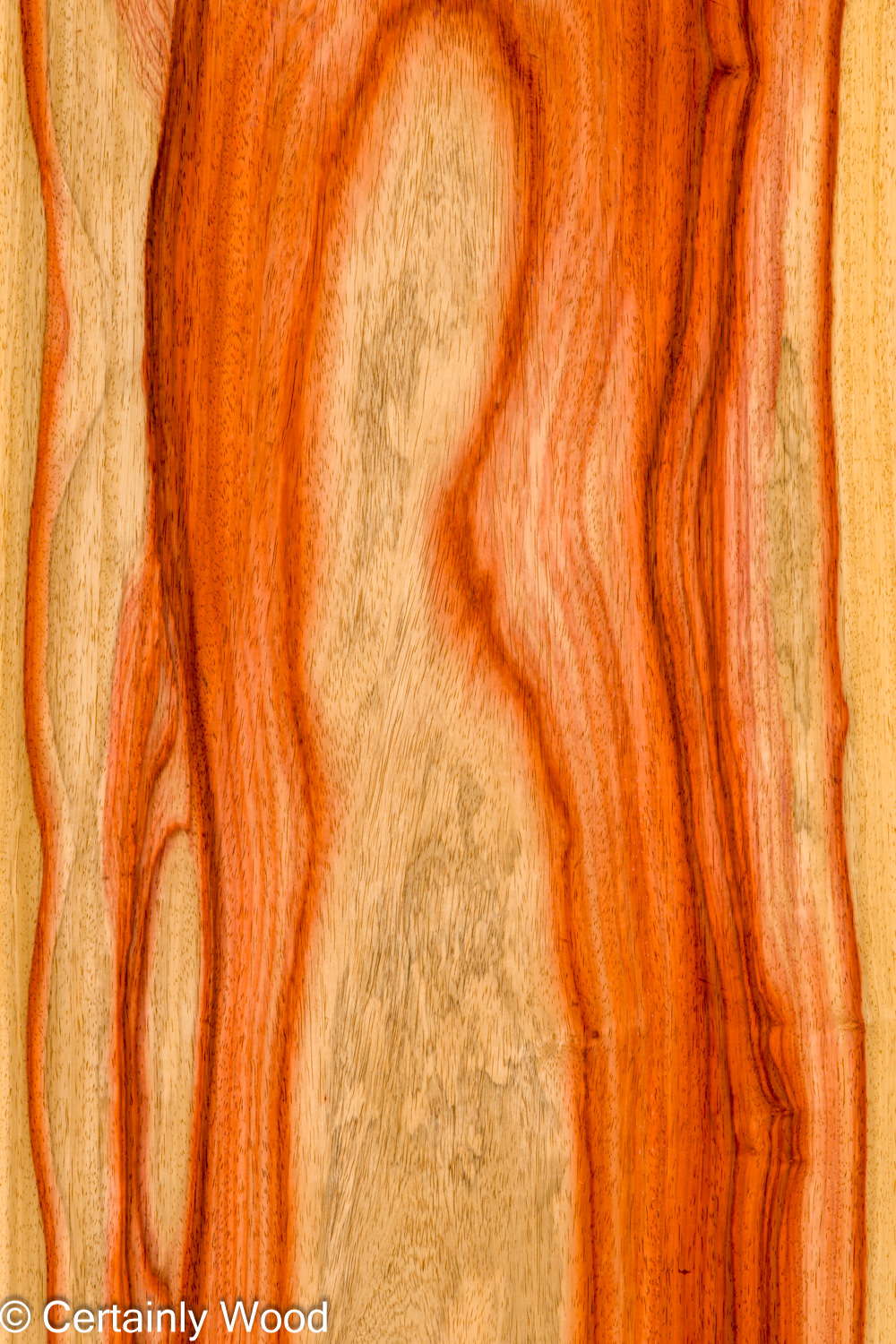 PADAUK_26146-2A_1