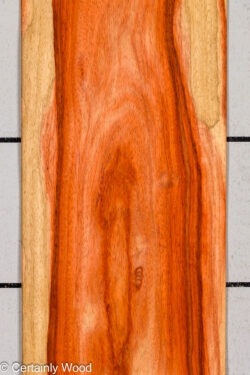 PADAUK_26146-2B_1