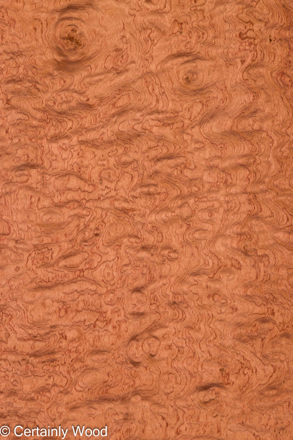 KEWAZINGA_26074-01A_1