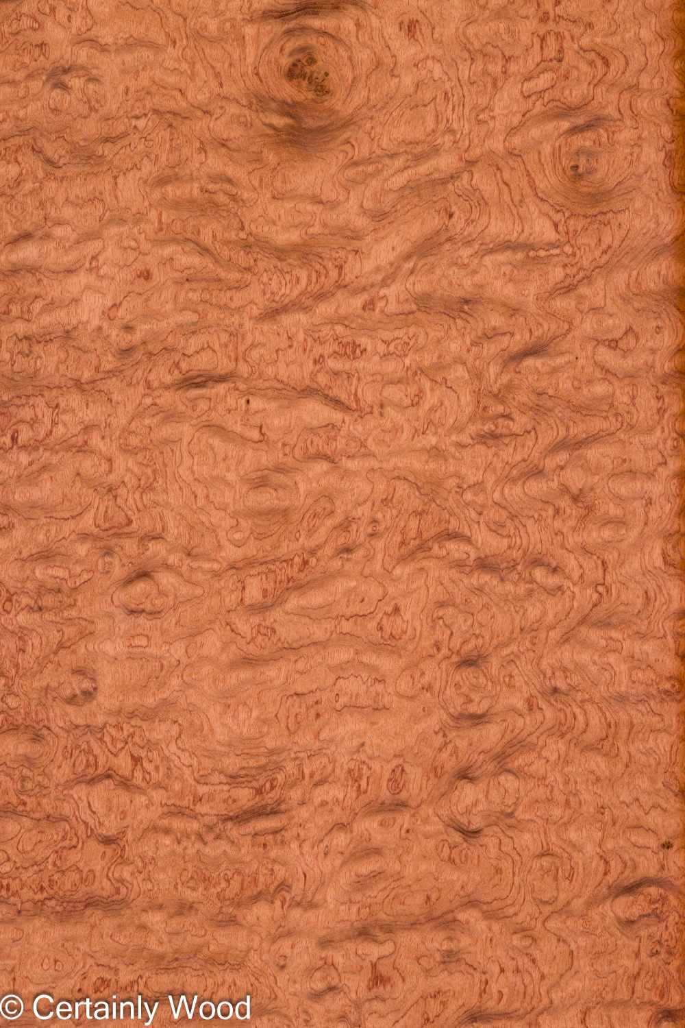 KEWAZINGA_26074-02A_1
