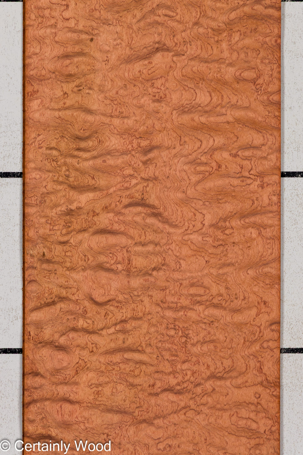 KEWAZINGA_26074-05A_1