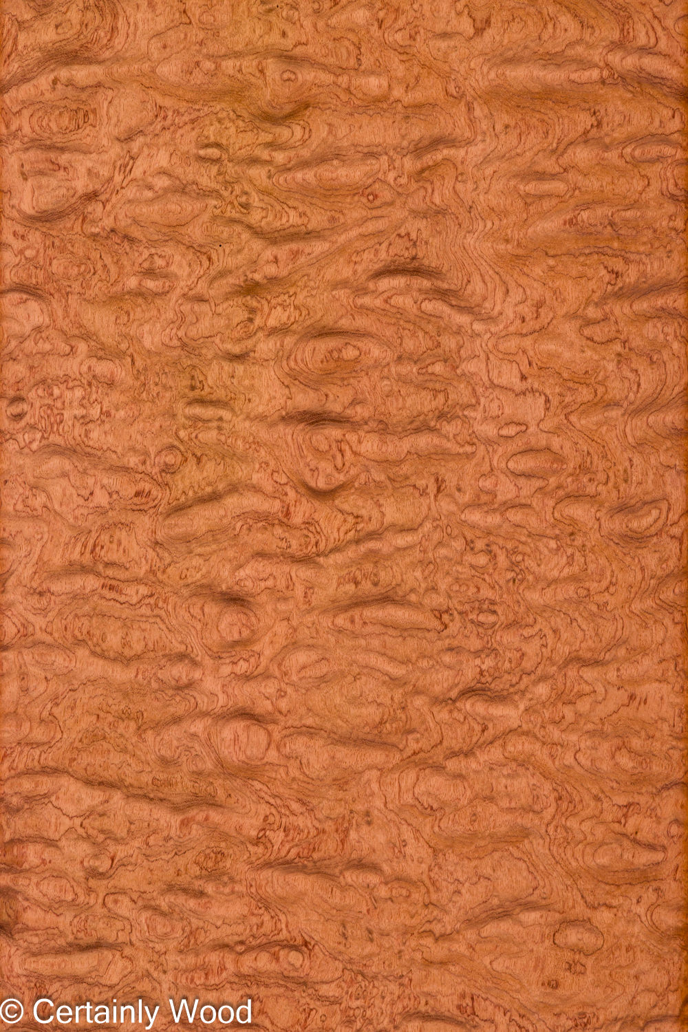 KEWAZINGA_26074-06_1