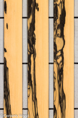 R_EBONY_26148-4_1