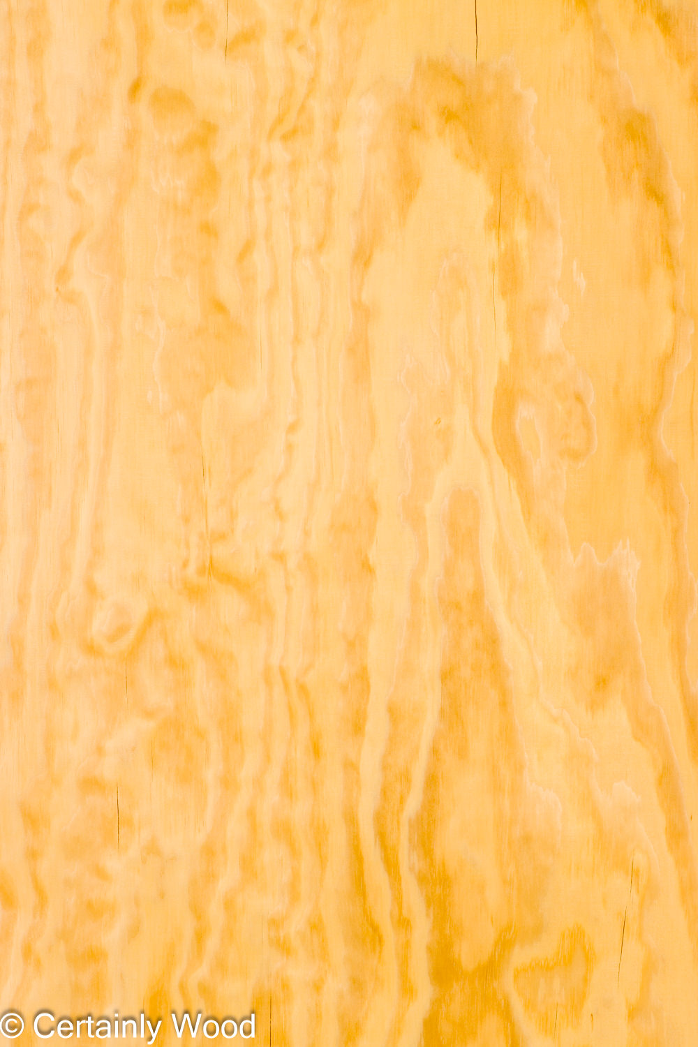 Featured Product Image