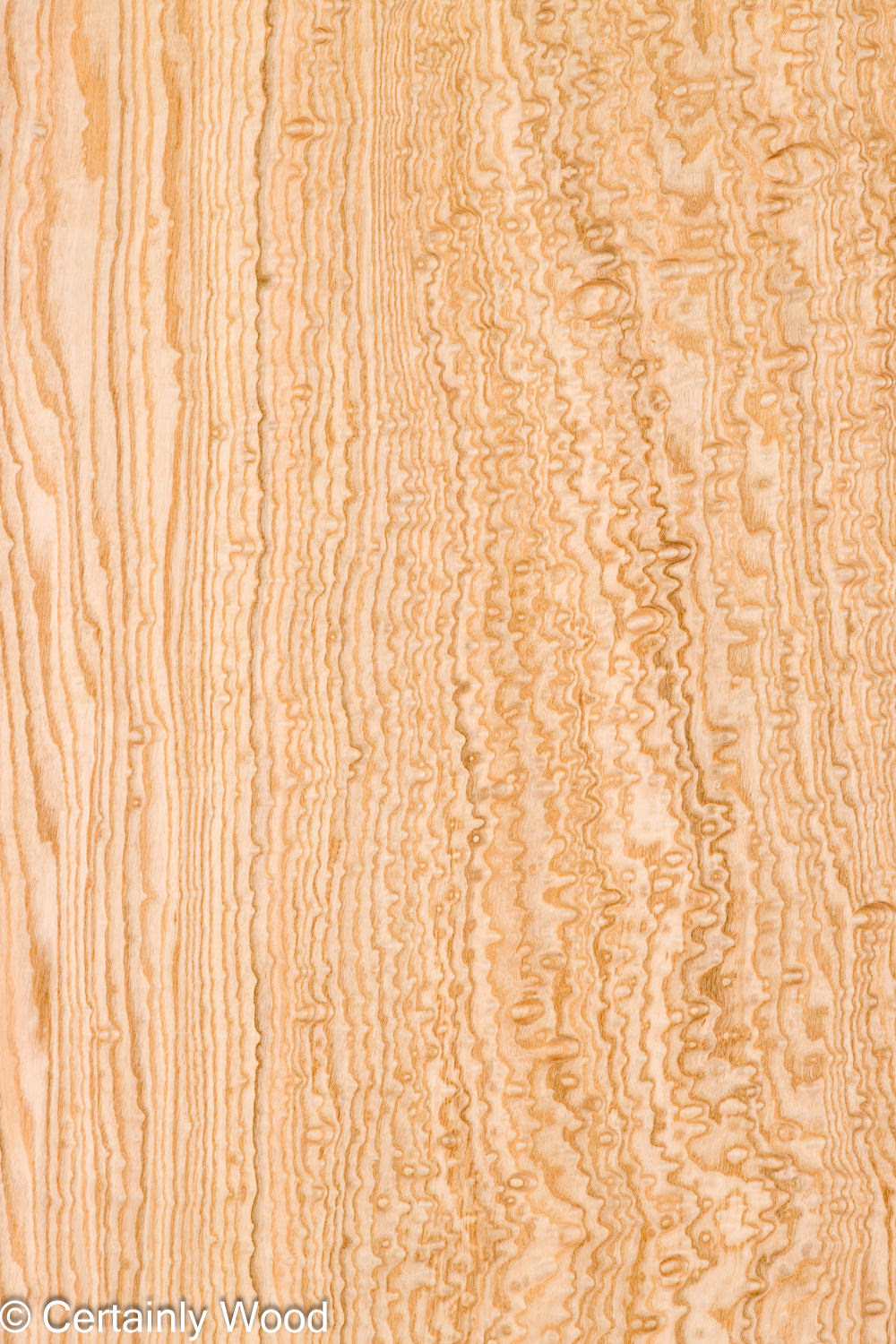 Featured Product Image